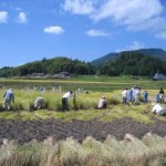 環境学習稲刈り