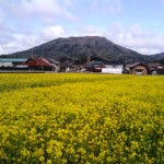 菜の花畑と寒引山